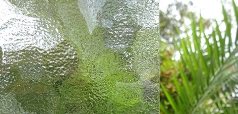 Ripple patterned glass against palm trees