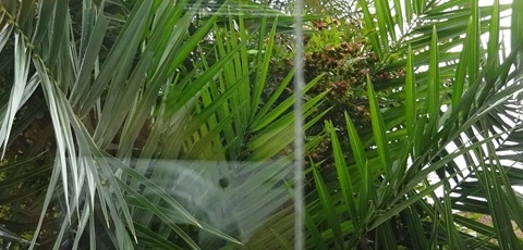 Clear glass against palm trees